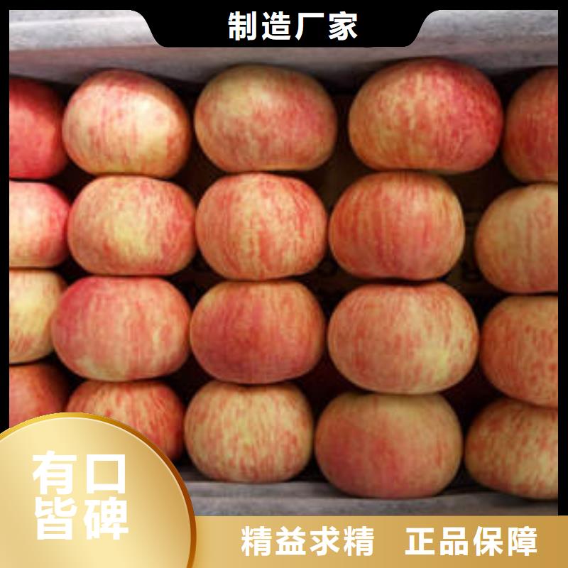 红富士苹果实体厂家支持定制