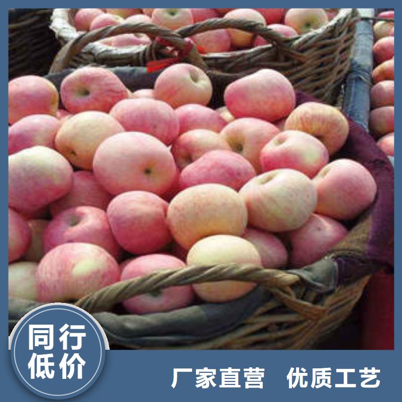 红富士苹果-苹果种植基地源头厂家经验丰富