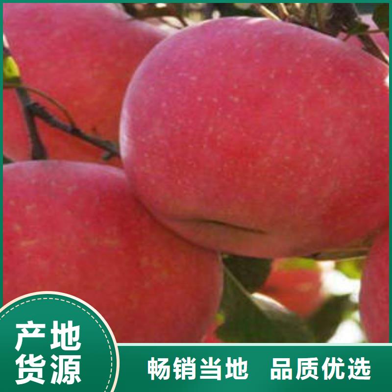 【红富士苹果厂家定制】