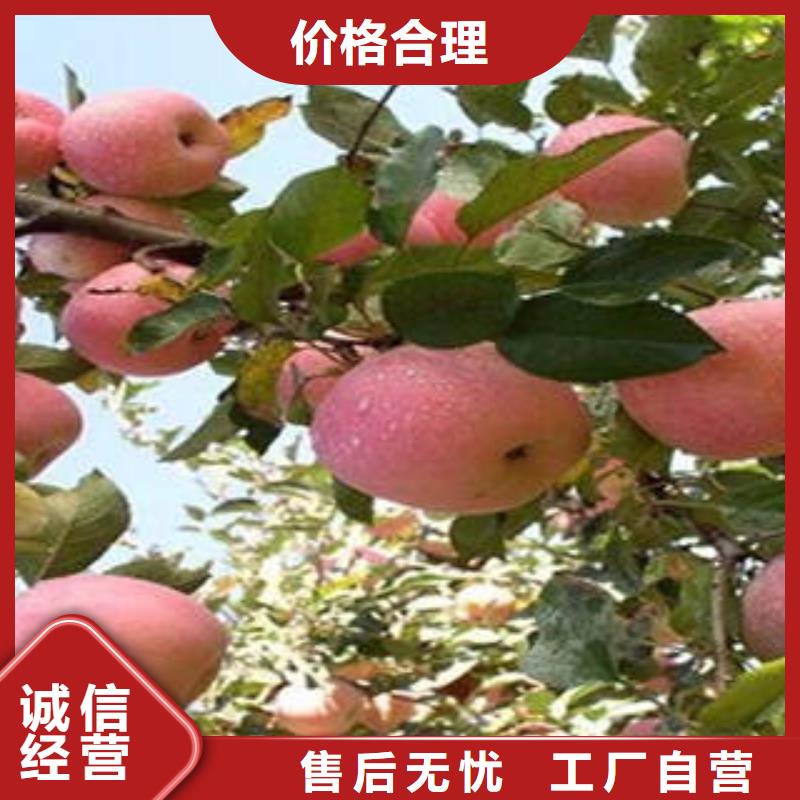 红富士苹果嘎啦苹果诚信经营