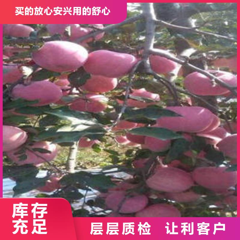 红富士苹果苹果种植基地现货实拍