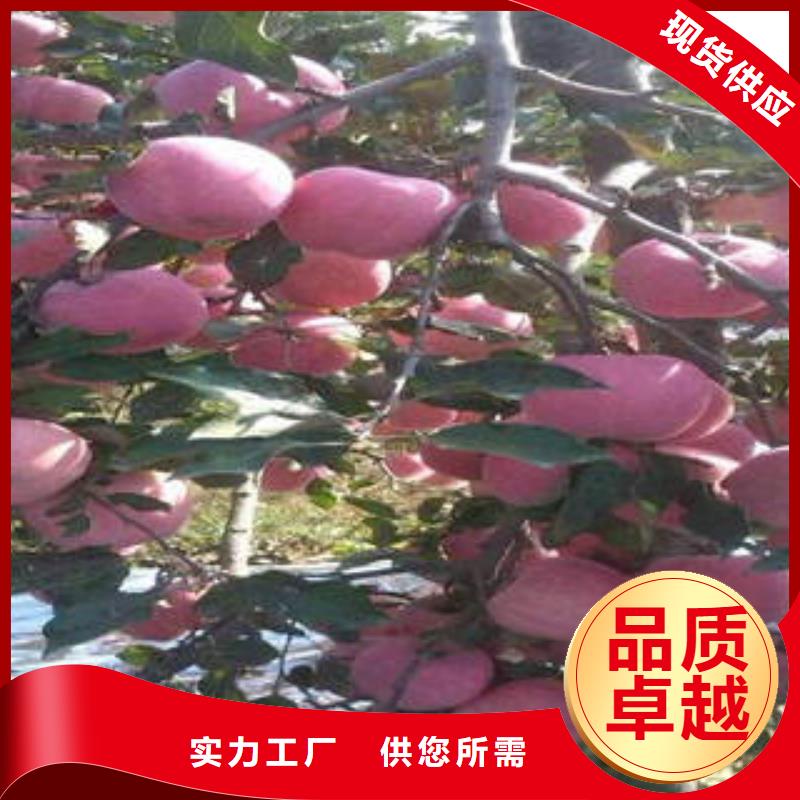 红富士苹果嘎啦苹果诚信经营