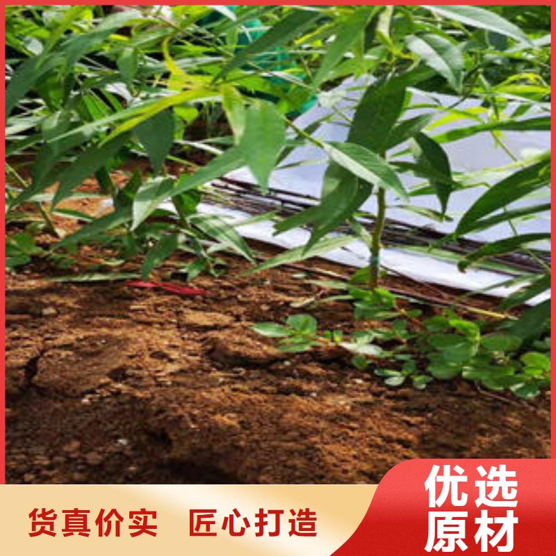 【桃树苗】蓝莓苗来图定制量大从优