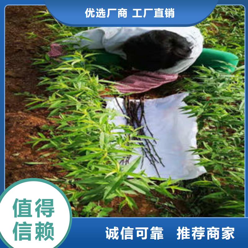 桃树苗质量层层把关