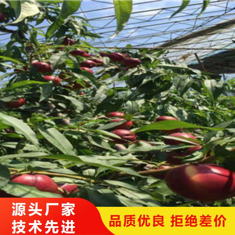 桃树苗苹果苗严格把关质量放心