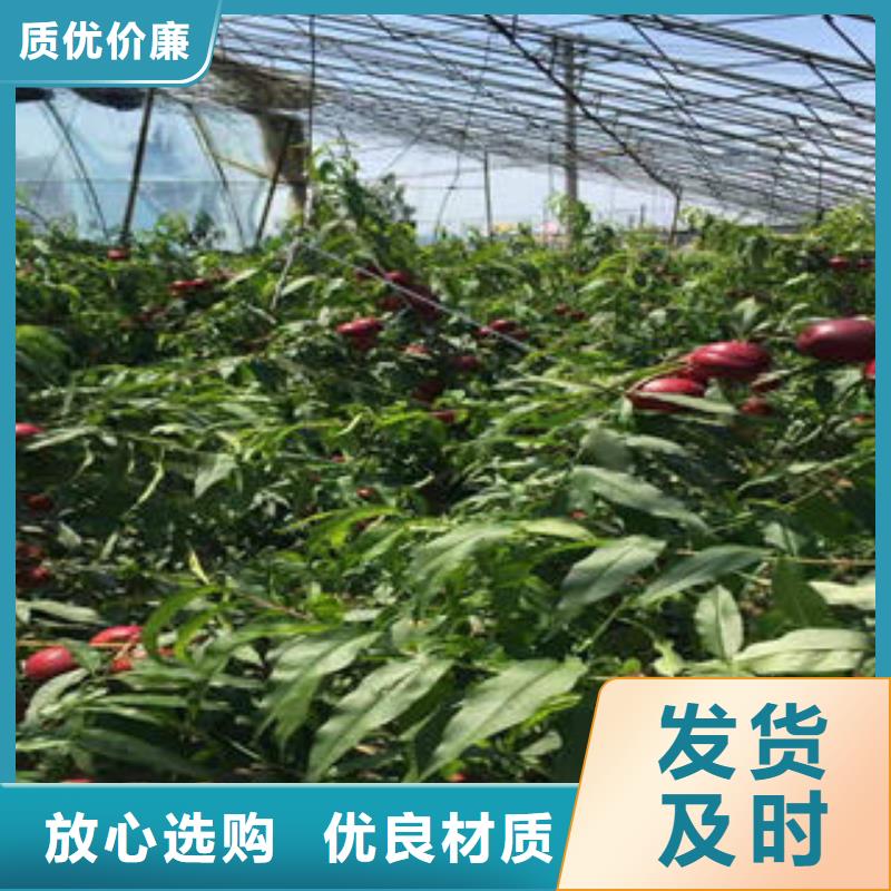 【桃树苗】蓝莓苗来图定制量大从优