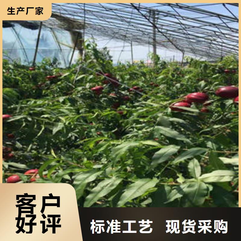 【桃树苗】板栗苗畅销本地