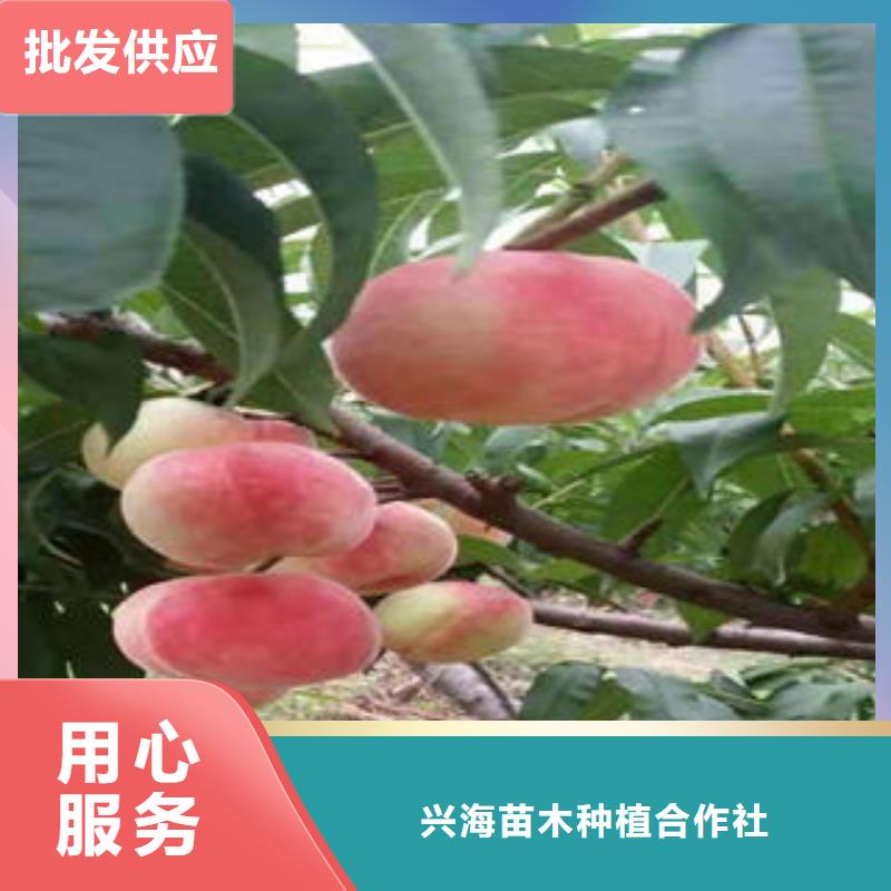 桃树苗品质可靠