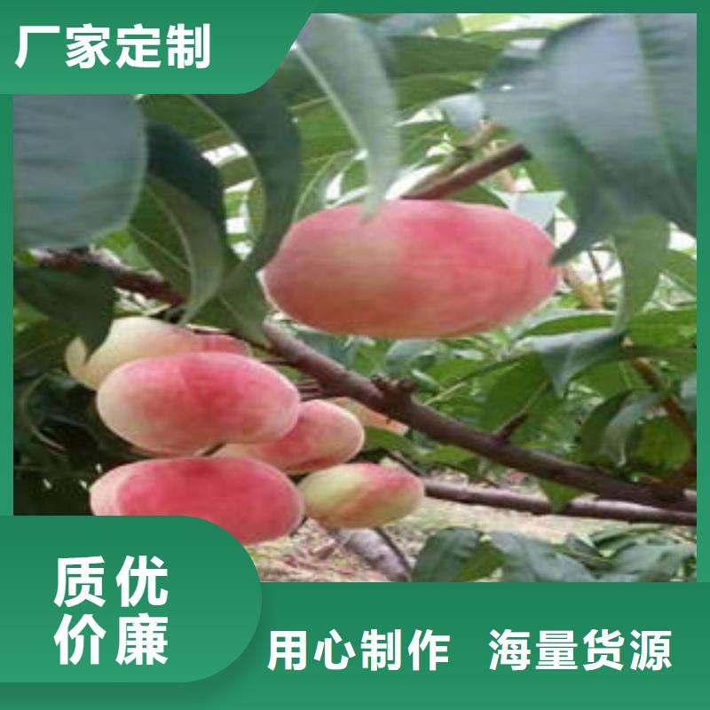 桃树苗花椒苗支持批发零售