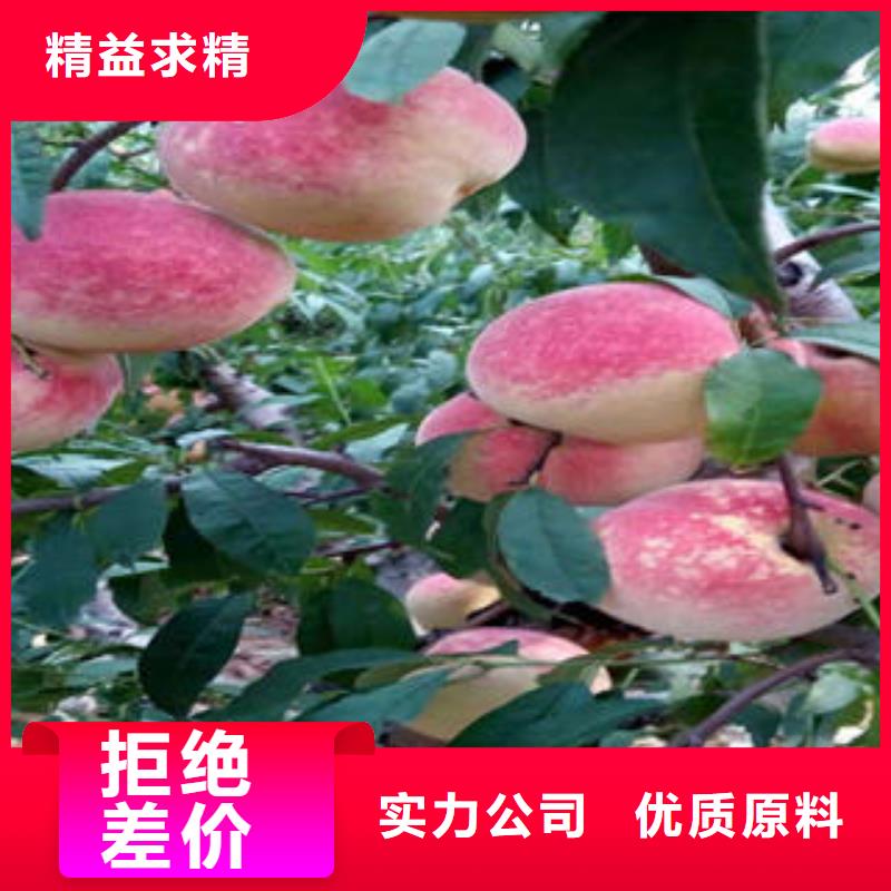 桃树苗花椒苗支持批发零售