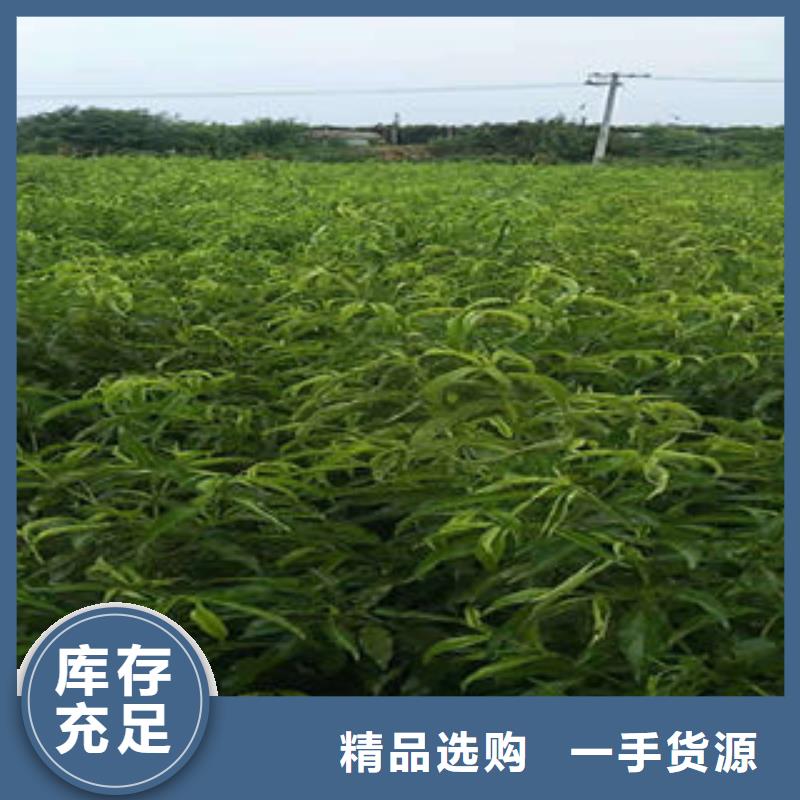 【桃树苗】板栗苗畅销本地