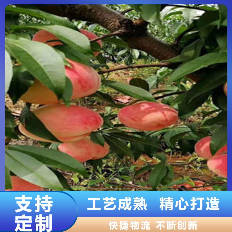 【桃树苗】板栗苗畅销本地