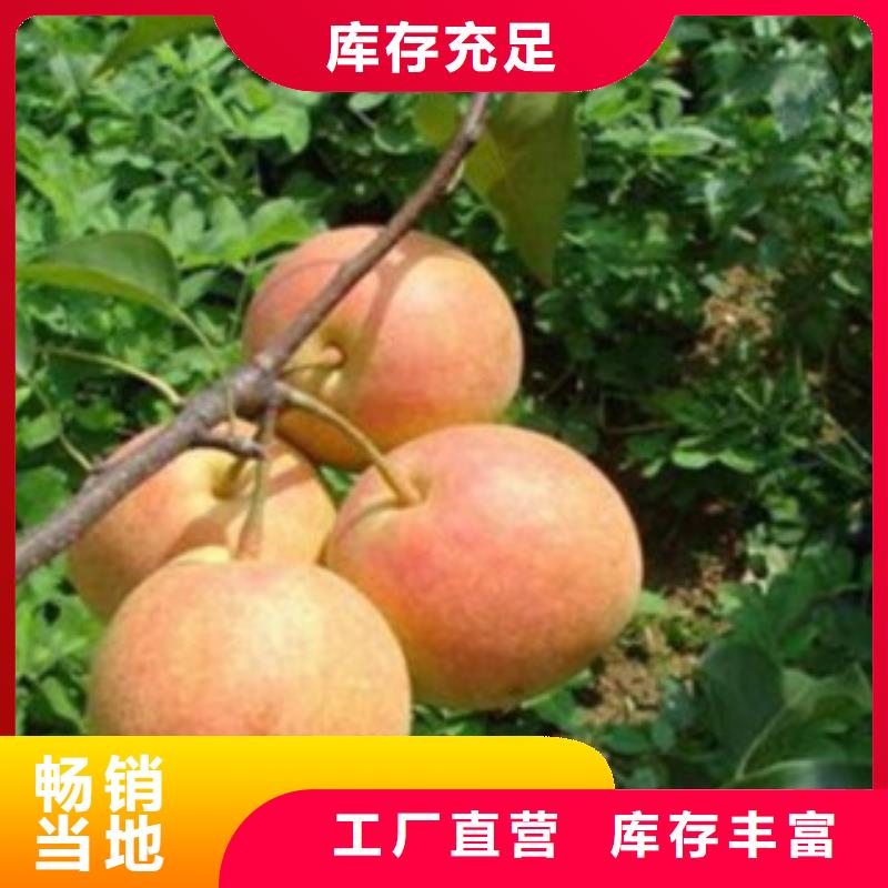 追求细节品质【梨树苗】 蓝莓苗专业生产厂家放心得选择_视频