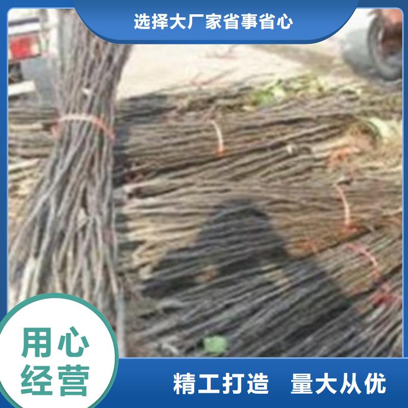 梨树苗一站式服务