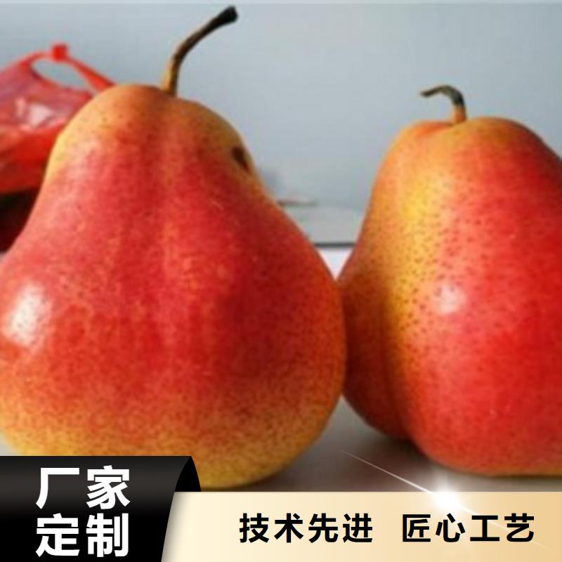 梨树苗李子苗供应采购