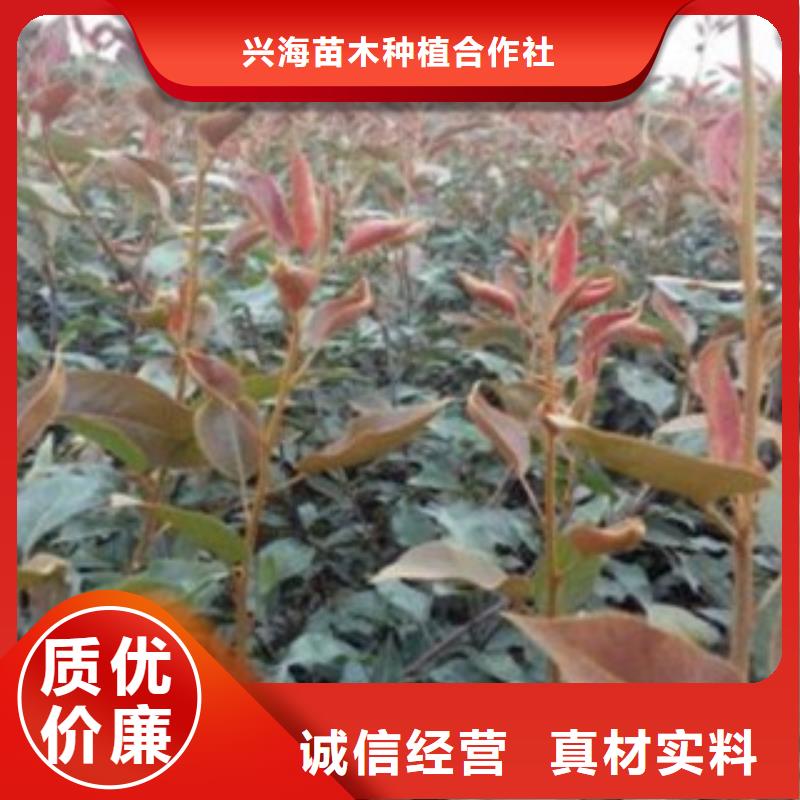 梨树苗核桃苗大厂生产品质