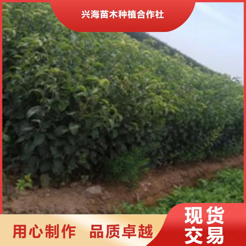 追求细节品质【梨树苗】 蓝莓苗专业生产厂家放心得选择_视频
