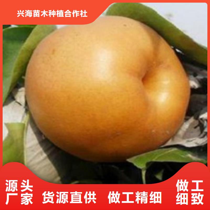 梨树苗核桃苗大厂生产品质