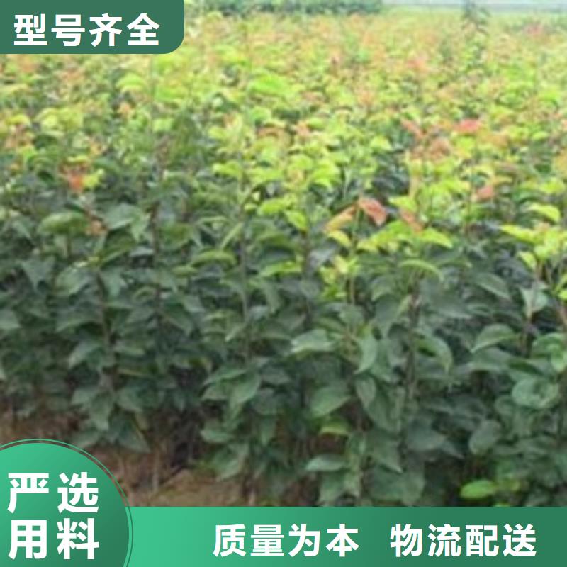 梨树苗李子苗供应采购