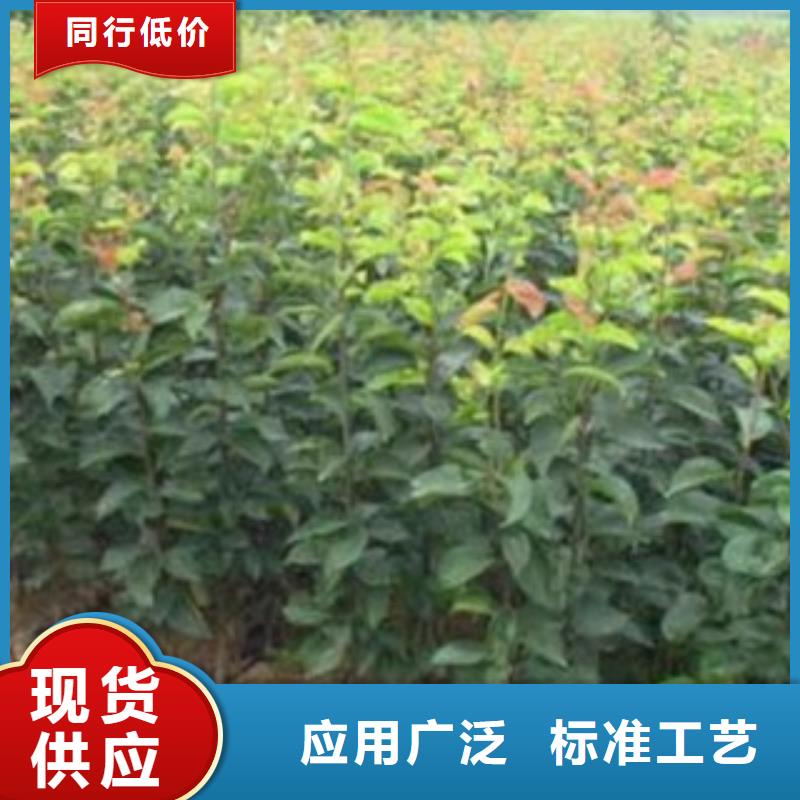 梨树苗-蓝莓苗实力优品