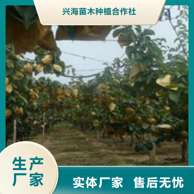 梨树苗李子苗甄选好物