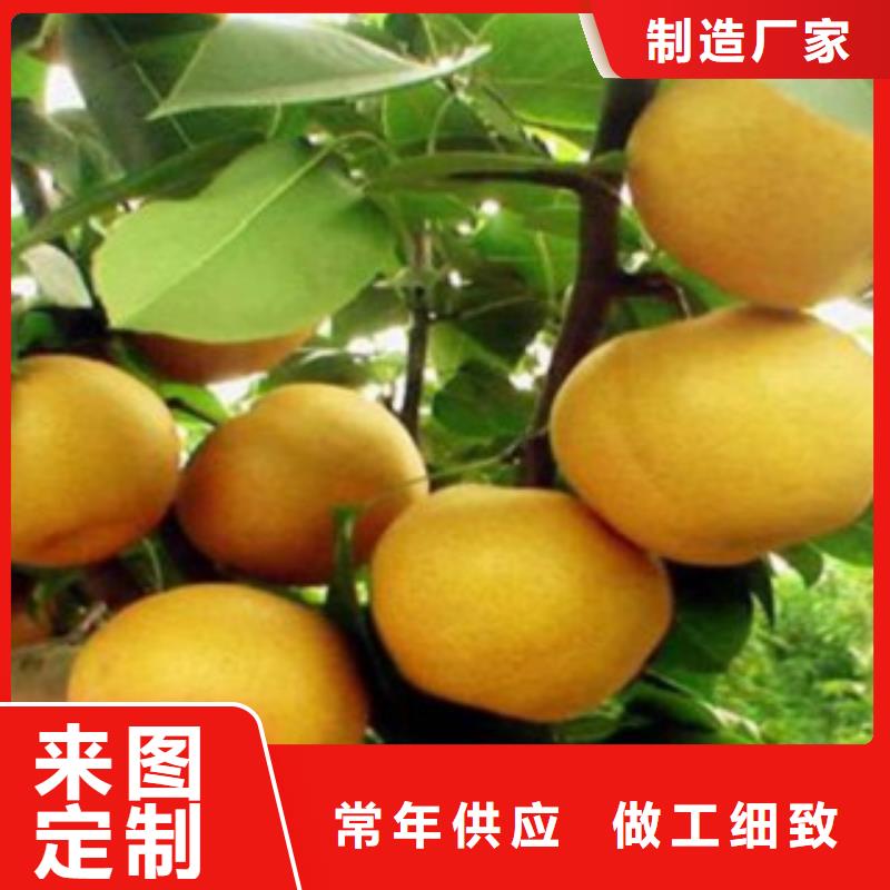 梨树苗-蓝莓苗实力优品