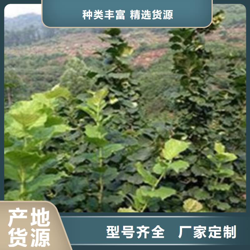 追求细节品质【梨树苗】 蓝莓苗专业生产厂家放心得选择_视频