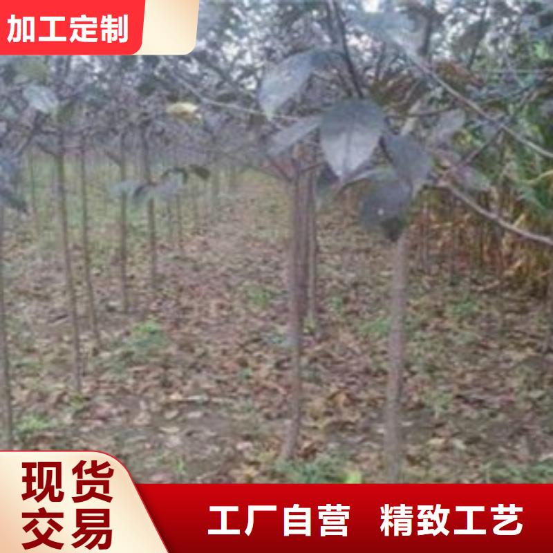 工期短发货快 梨树苗【桃树苗】质量牢靠