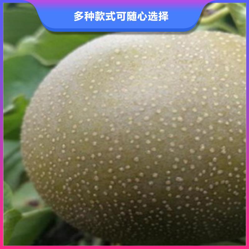 梨树苗李子苗供应采购