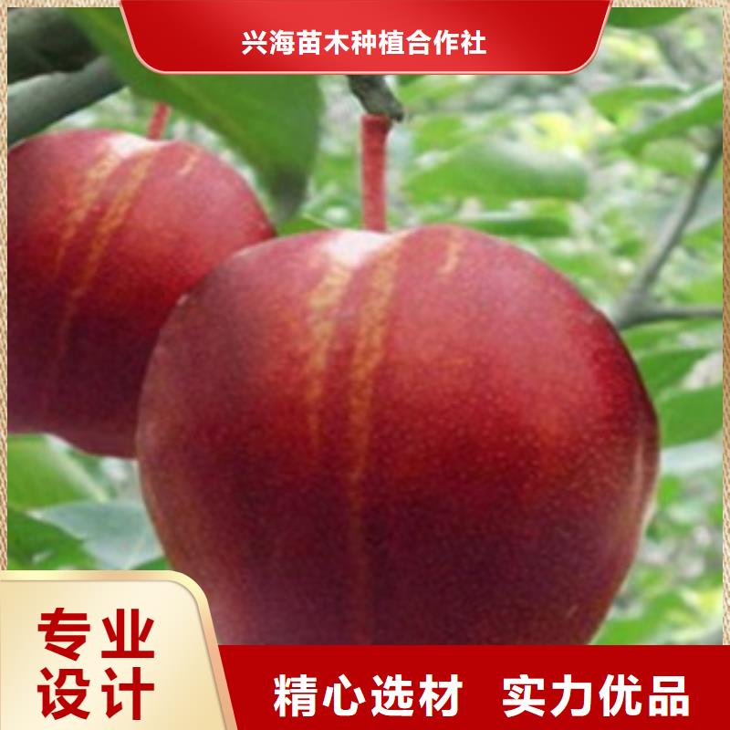 梨树苗,核桃苗一手货源源头厂家