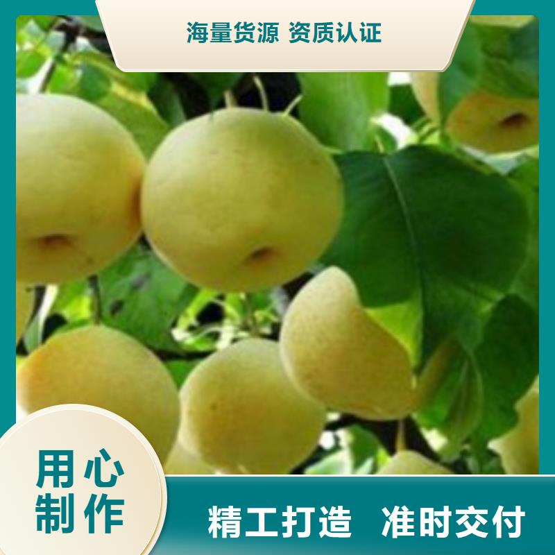 追求细节品质【梨树苗】 蓝莓苗专业生产厂家放心得选择_视频