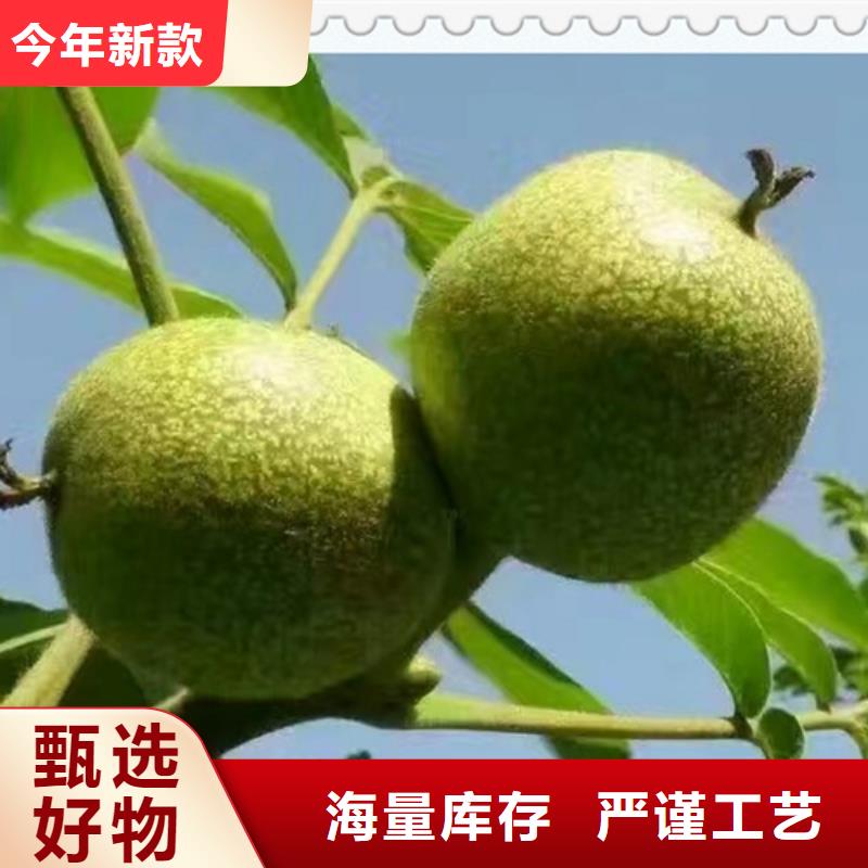 【兴海】核桃苗-【梨树苗】库存丰富v651.com
