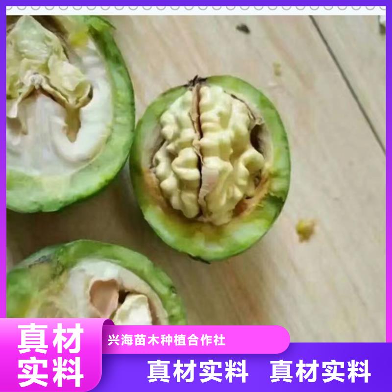商家 核桃苗-【花椒苗】好产品有口碑