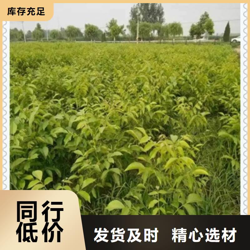 【兴海】核桃苗-【梨树苗】库存丰富v651.com