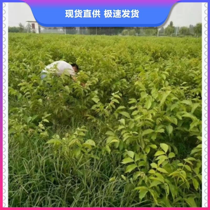 【兴海】核桃苗-【梨树苗】库存丰富v651.com