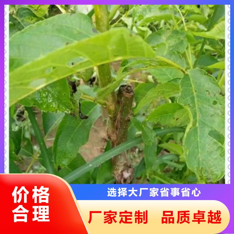 实力优品【核桃苗】_桃树苗超产品在细节_兴海苗木种植合作社