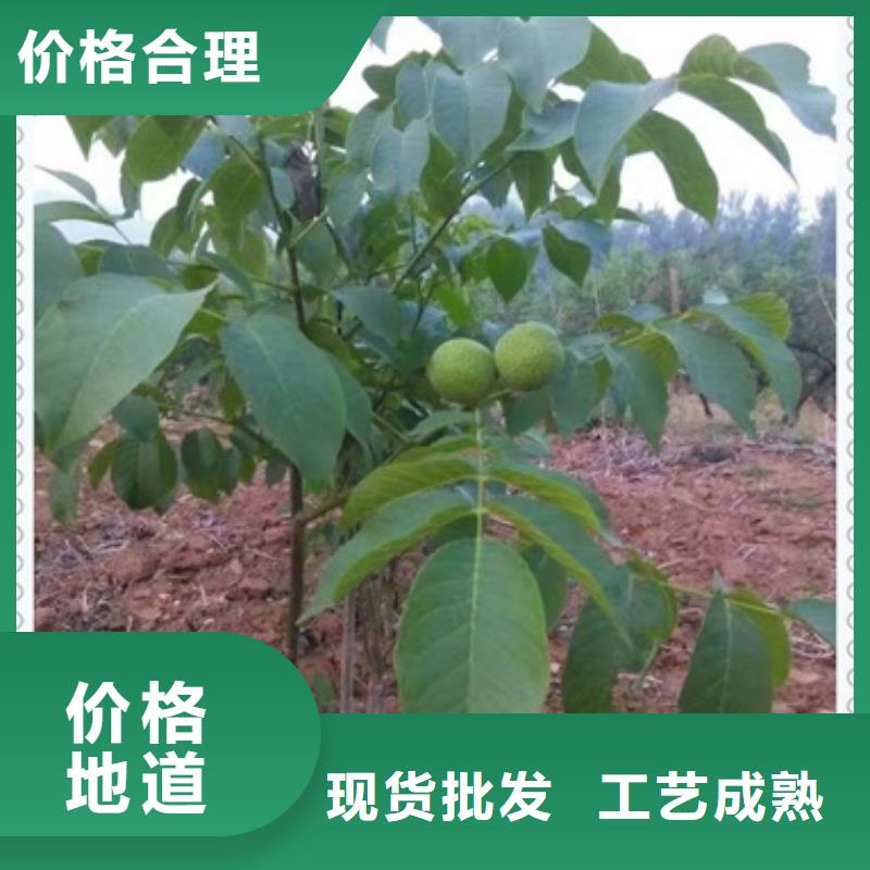 【兴海】核桃苗-【梨树苗】库存丰富v651.com