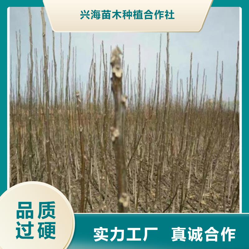 核桃苗【葡萄苗】无中间商厂家直销