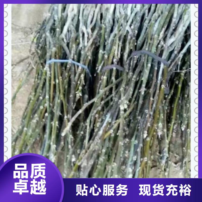 实力优品【核桃苗】_桃树苗超产品在细节_兴海苗木种植合作社