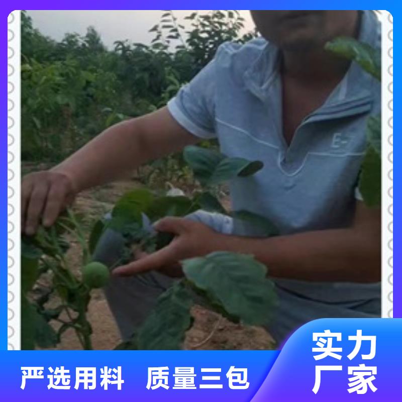 【兴海】核桃苗-【梨树苗】库存丰富v651.com