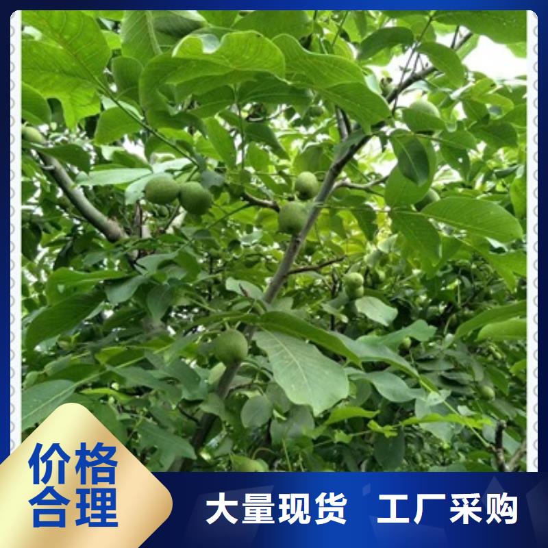 核桃苗【蓝莓苗】值得信赖