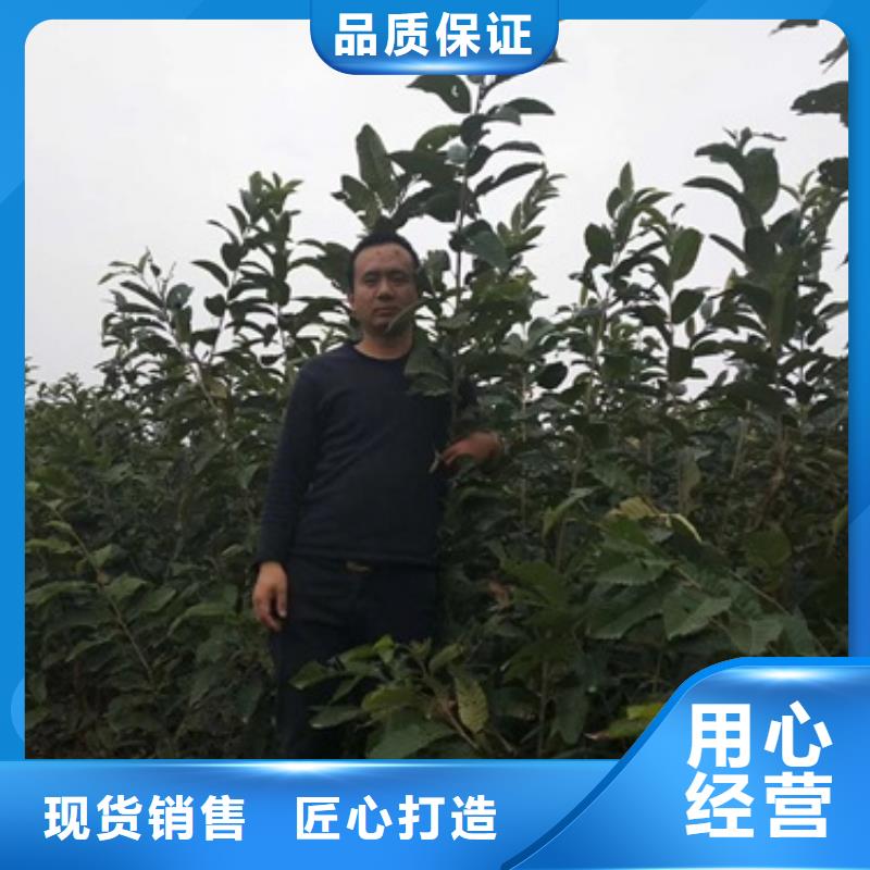 板栗苗,梨树苗物美价优
