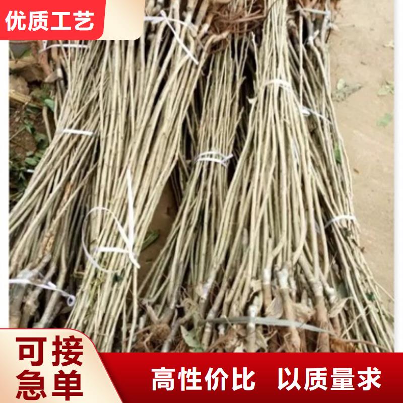 {兴海}板栗苗【梨树苗】从源头保证品质v651.com