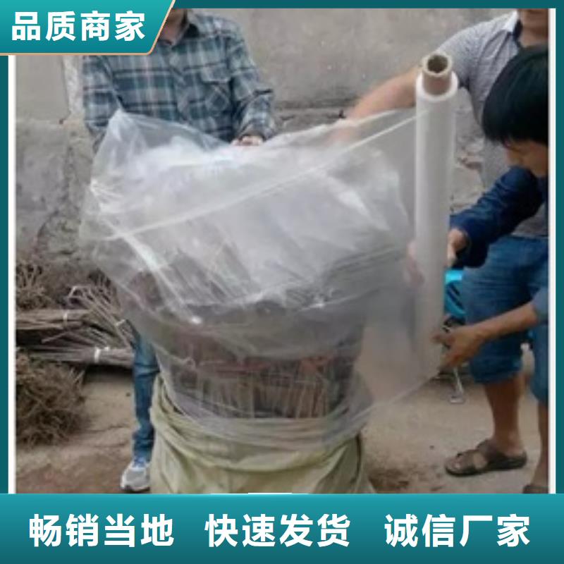 板栗苗自有厂家