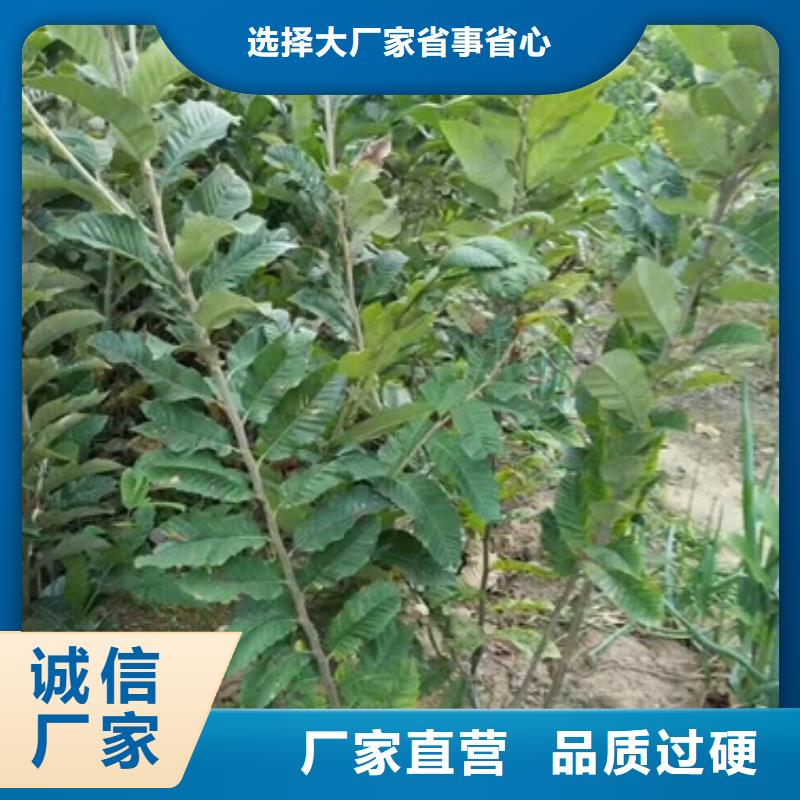 {兴海}板栗苗【梨树苗】从源头保证品质v651.com