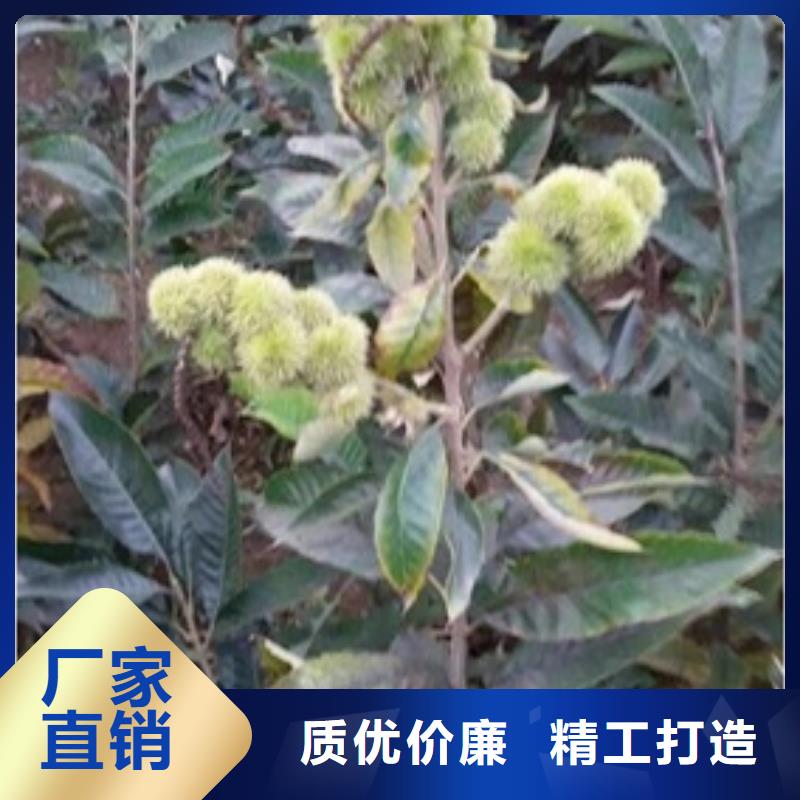 【板栗苗常年出售】