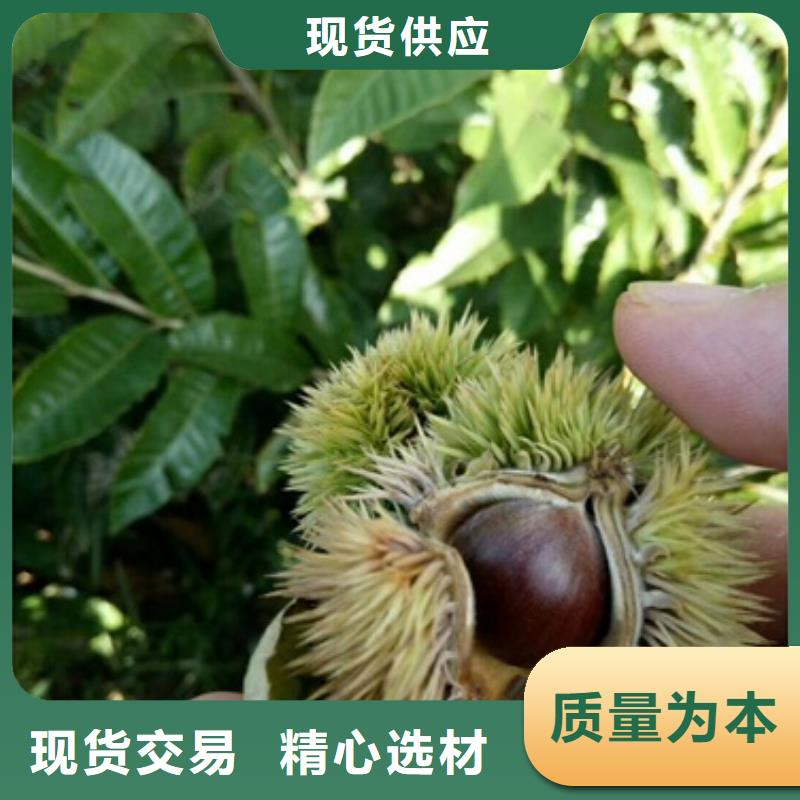 {兴海}板栗苗【梨树苗】从源头保证品质v651.com