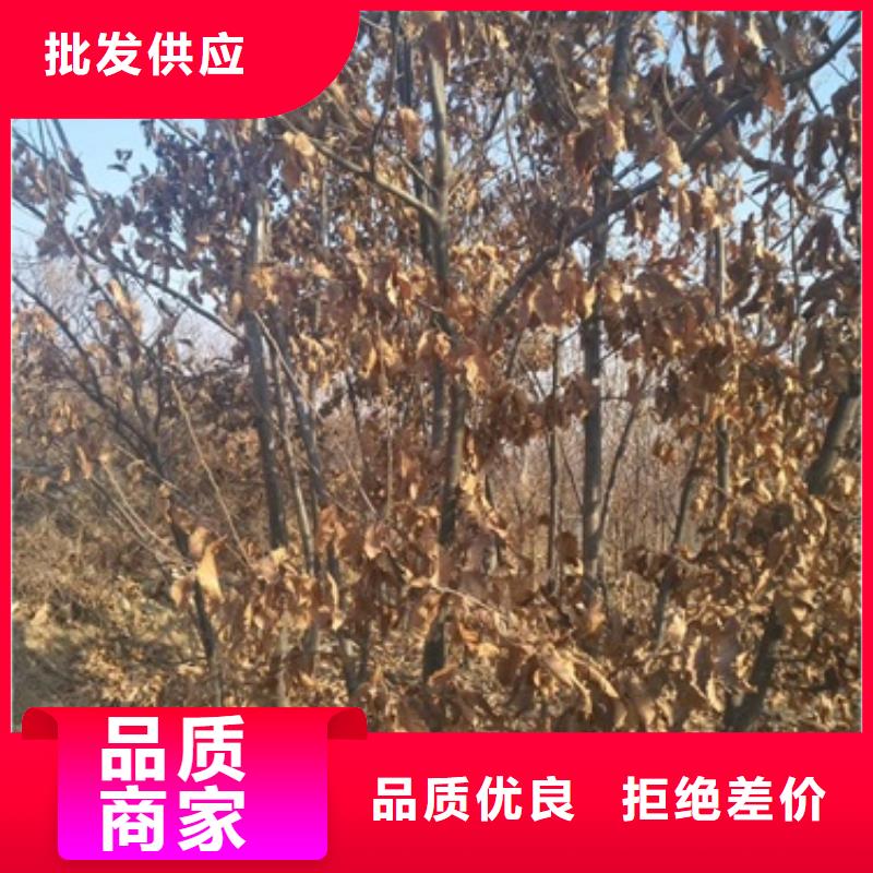 板栗苗,梨树苗物美价优