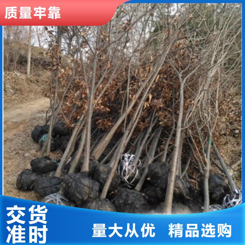 板栗苗实力优品