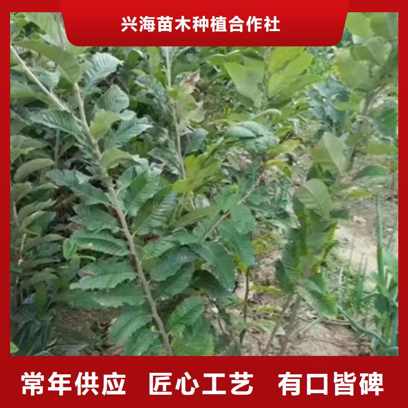 板栗苗花椒苗放心得选择